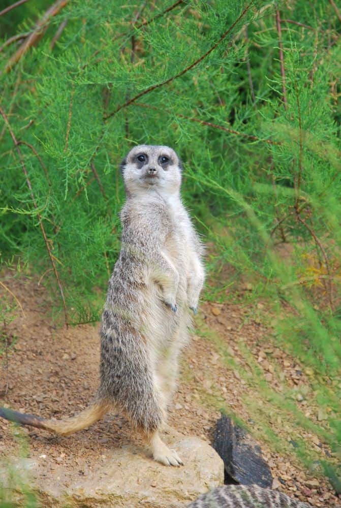 Inghilterra, Londra Zoo – chi va la? 2011 (Londra)
