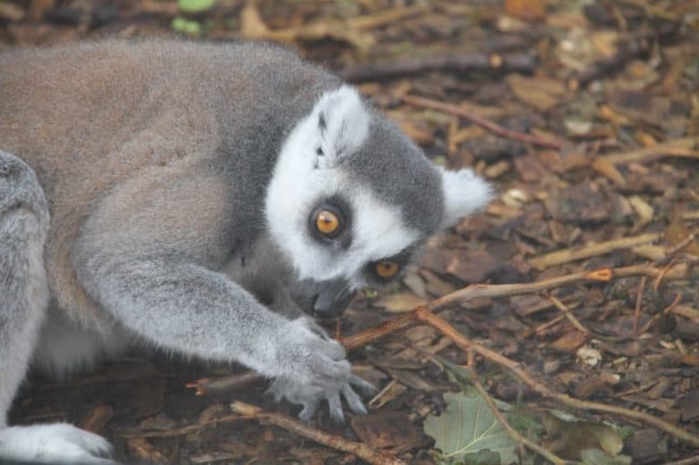 Inghilterra, Londra Zoo – ?? 2011 (Londra)