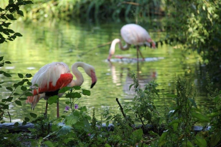 Inghilterra, Londra Zoo – sto guardando.. 2011 (Londra)