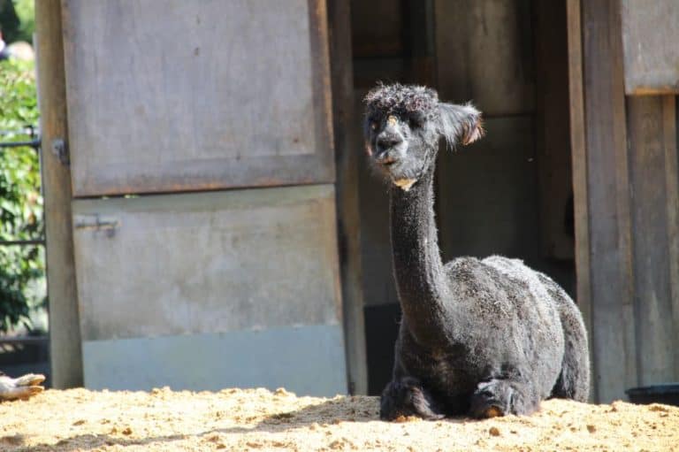Inghilterra, Londra Zoo – beh… 2011 (Londra)