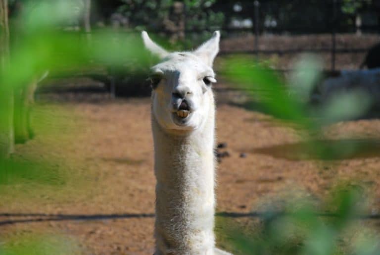 Inghilterra, Londra Zoo – si? 2011 (Londra)