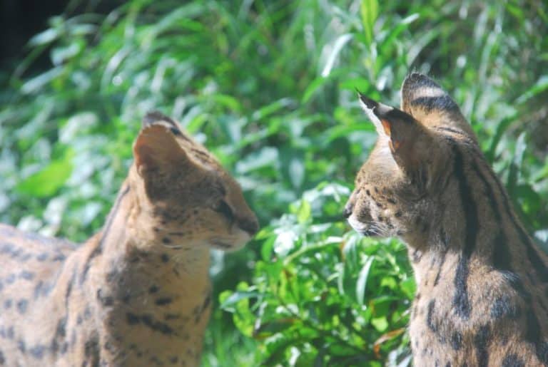 Inghilterra, Londra Zoo – ciao! 2011 (Londra)