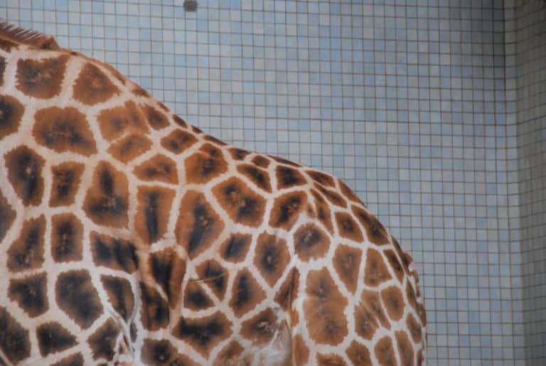 Inghilterra, Londra Zoo – decorazione 2011 (Londra)