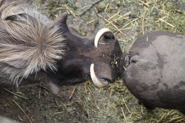 Inghilterra, Londra Zoo – annusare 2011 (Londra)