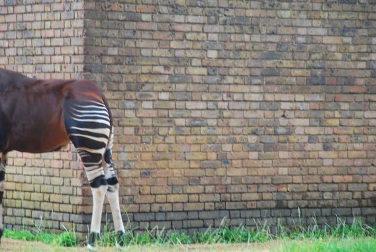 Inghilterra, Londra Zoo – ignorare 2011 (Londra)