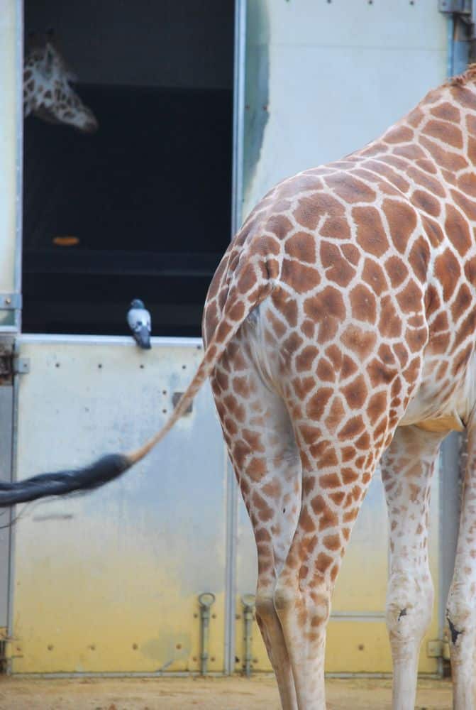 Inghilterra, Londra Zoo – posso unirmi a voi? 2011 (Londra)