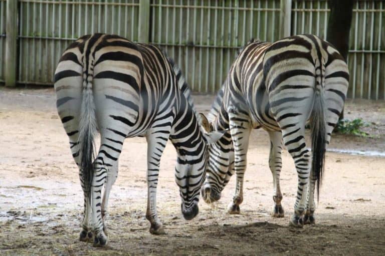 Inghilterra, Londra Zoo – belle natiche 2011 (Londra)