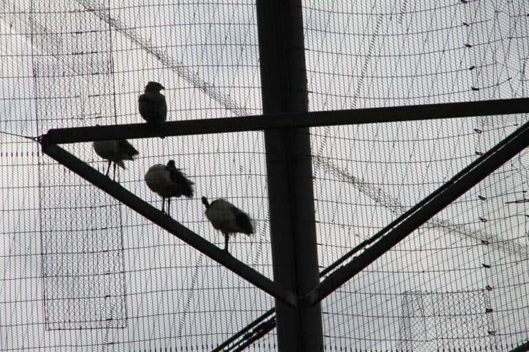 Inghilterra, Londra Zoo – non ne sappiamo niente. 2011 (Londra)