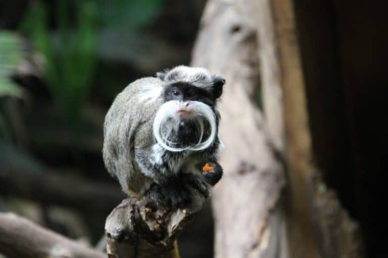 Inghilterra, Londra Zoo – hmm.. 2011 (Londra)