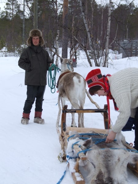 Slitta trainata da una renna in Lapponia