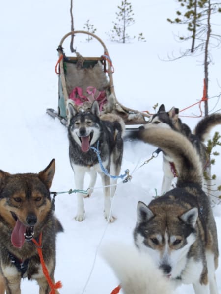 My experience of riding dog sledge
