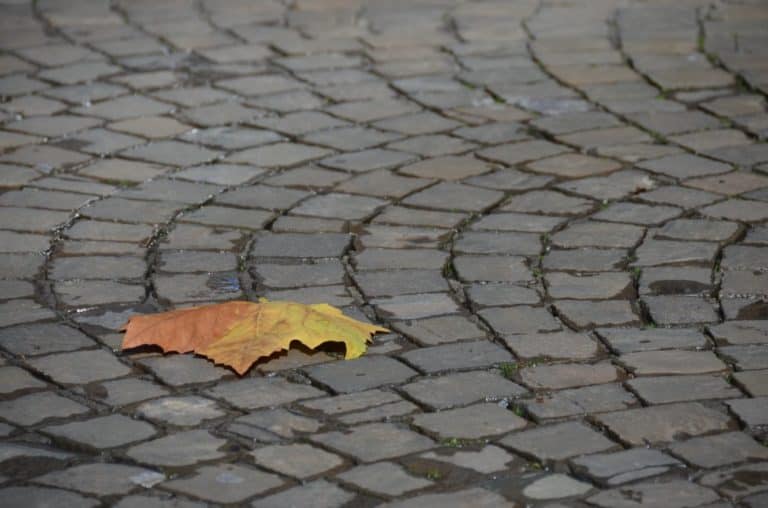 Germania, Oberstein – foglia caduta, Settembre 2012