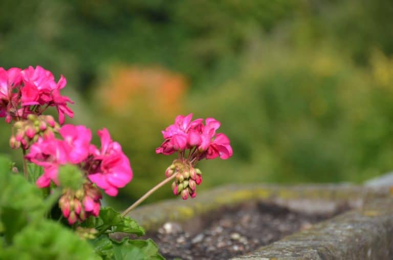 Germania, Oberstein – fiori, Settembre 2012