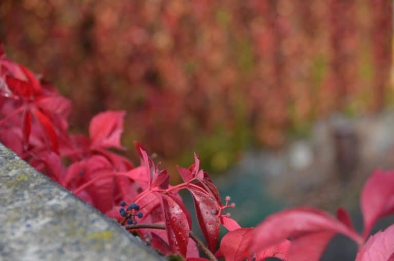 Germania, Oberstein – foglie rosse, Settembre 2012