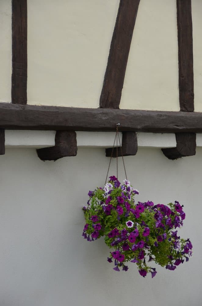Germania, Herrstein – viole, Settembre 2012