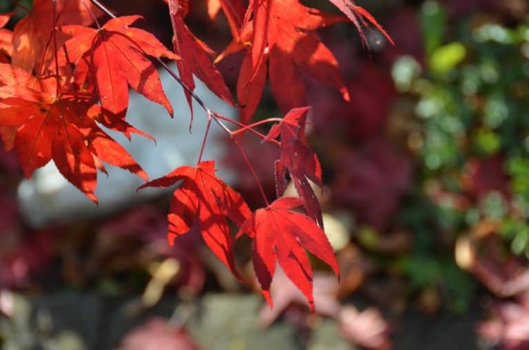 Germany, Allenbach – red leaves, Sept. 2012