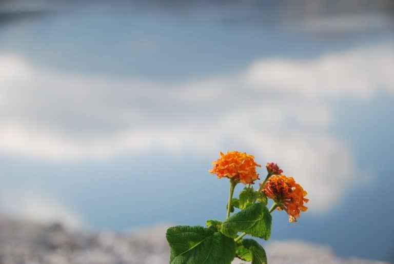 Grecia, Creta – fiore arancione, agosto 2009 (Creta)