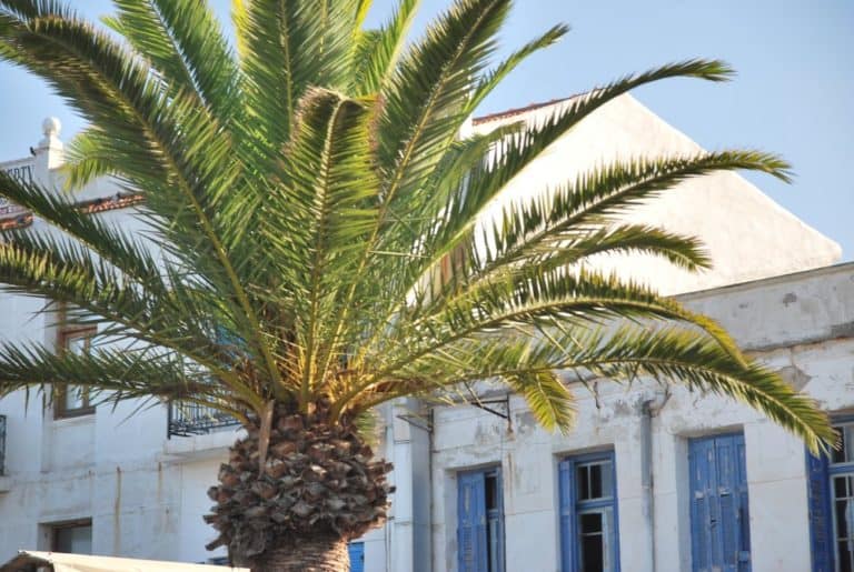 Grecia, Rethymno – palma, agosto 2009 (Creta)