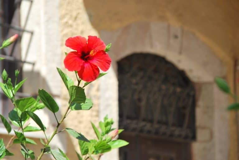 Grecia, Rethymno – fiore rosso, agosto 2009 (Creta)