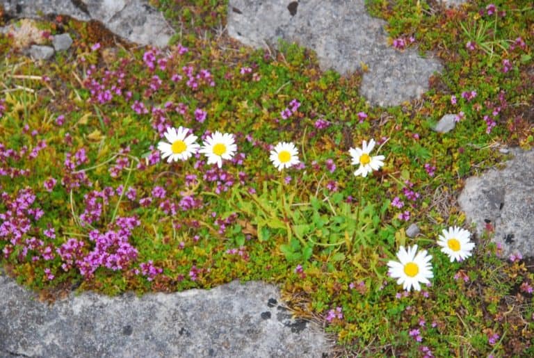 Ireland, Burren – flowers, July 2012