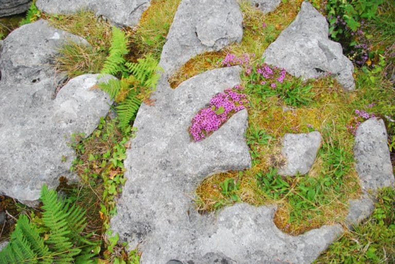 Ireland, Burren – pattern on ground, July 2012