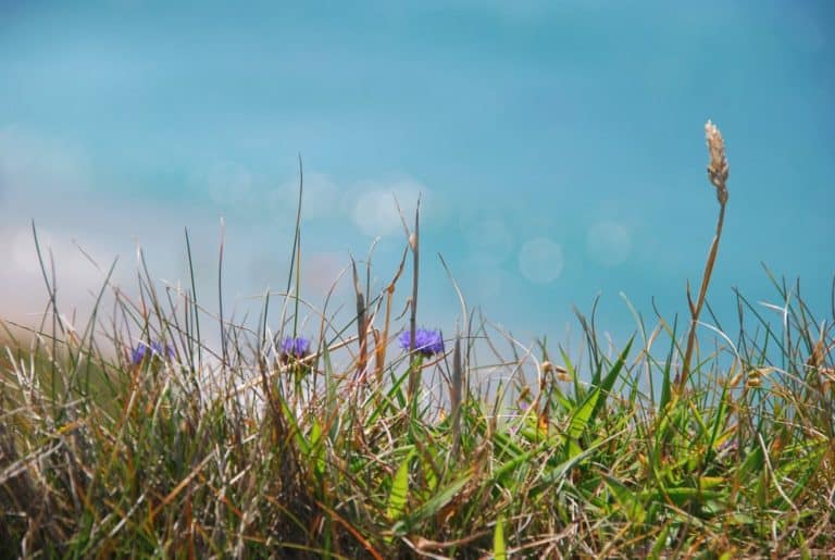 Ireland, Dingle Peninsula – flowers, July 2011