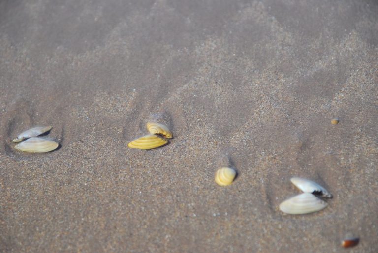Irlanda, Inch Beach – conchiglie, luglio 2011