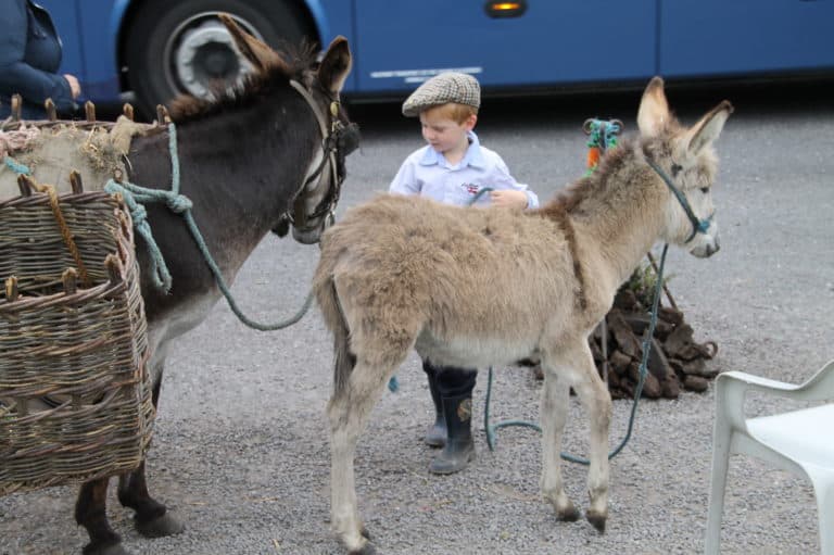 Irlanda, bambino con gli asinelli, 2011