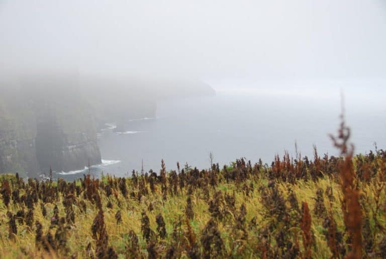Irlanda, Scogliere di Moher – erba, luglio 2011