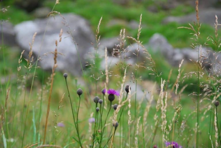 Irlanda – fiore, luglio 2011