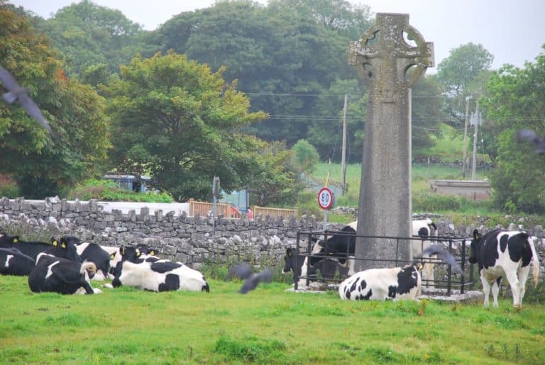 Irlanda – mucche, luglio 2011