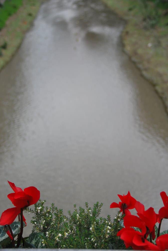 Italy, Final Borgo – river and flowers, Dec.2012 (Liguria)