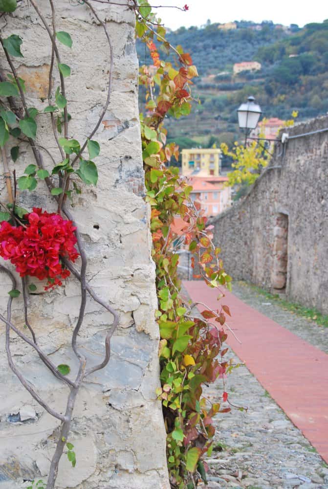 Italia, Finalborgo – fiore rosso, dicembre 2012 (Liguria)
