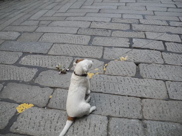 店の犬