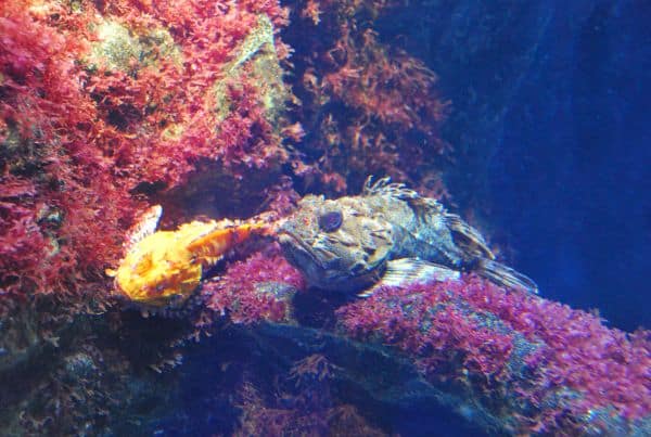 見ごたえのある水族館