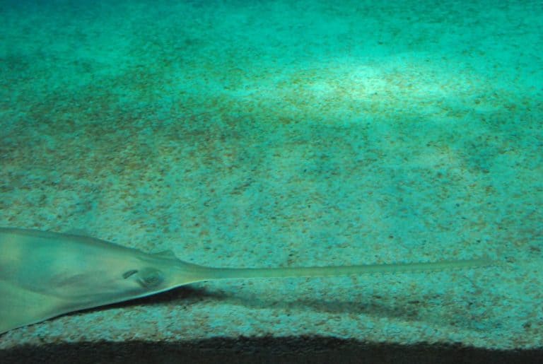 Italia, Genova – pesce spada, Febbraio 2012 (Genova)