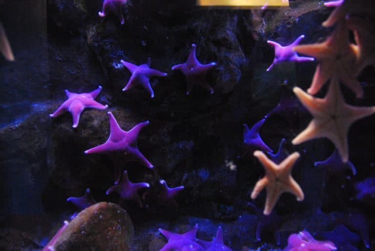 Italia, Genova – stelle marine, Febbraio 2012 (Genova)