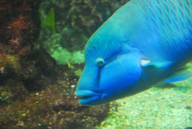 Italia, Genova – pesce azzurro, Febbraio 2012 (Genova)