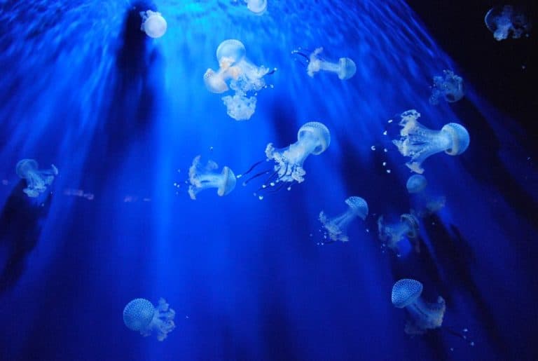 Italia, Genova – meduse 2, Febbraio 2012 (Genova)