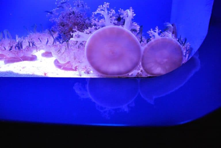 Italia, Genova – meduse 1, Febbraio 2012 (Genova)