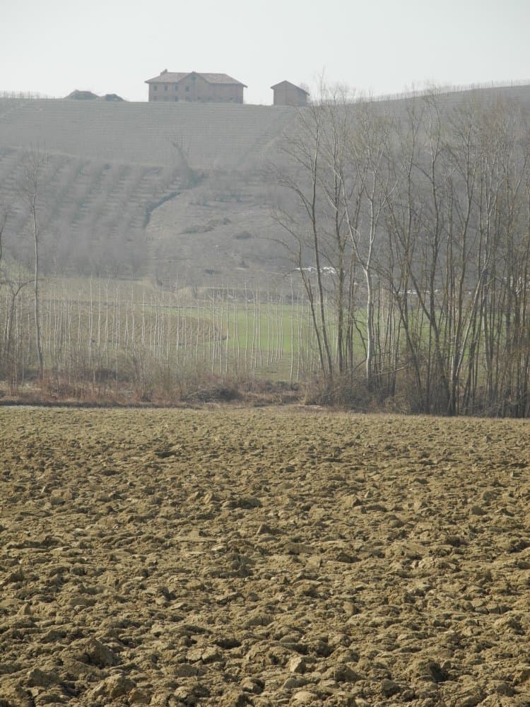 Italia, Langhe – terreno, marzo 2012 (Piemonte)