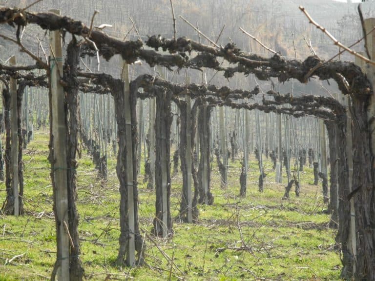 Italia, Langhe – vigna, marzo 2012 (Piemonte)