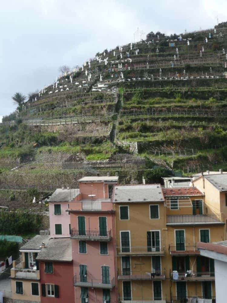 Italy, Manarola – hill 2010 (Liguria)