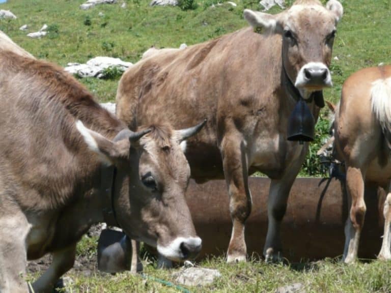 Campane da mucca a Pian D’Artavaggio