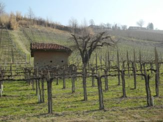 Per comprare il vino nelle Langhe in Piemonte
