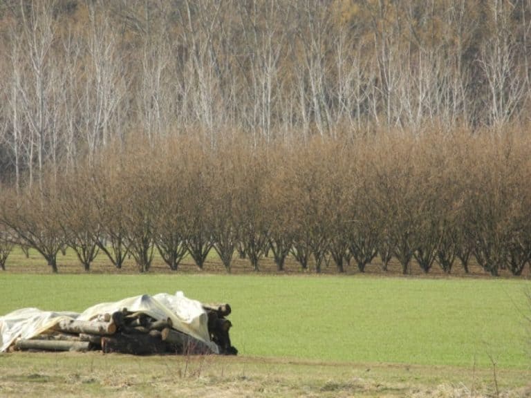 Italia, Langhe in Piemonte, 2012 (Piemonte)