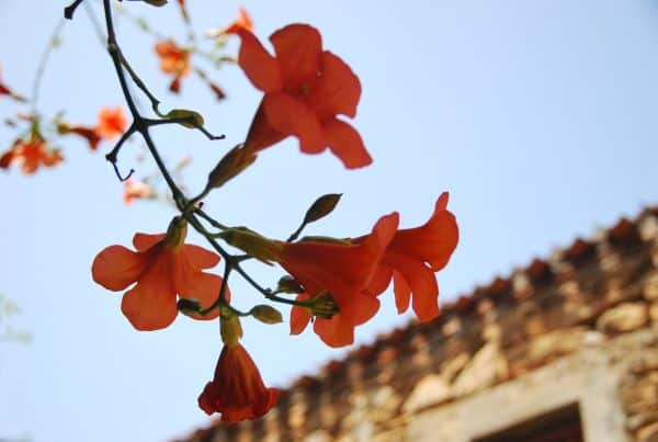 Italia, Sardegna – fiori, 2010 (Sardegna)