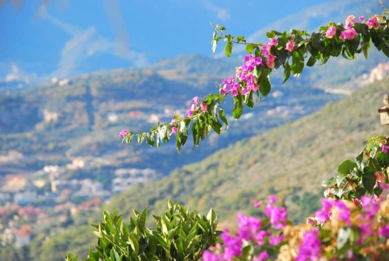 Italy, Verezzi – view with pink flowers, Dec.2012 (Liguria)