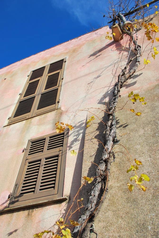 Italy, Verezzi – ivy, Dec.2012 (Liguria)