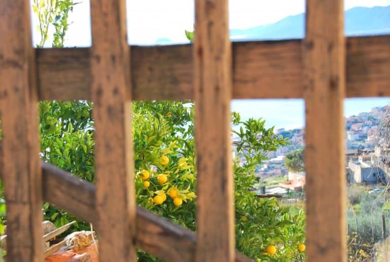Italy, Verezzi – wooden fence, Dec.2012 (Liguria)